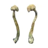 Buy magic mushroom online in Europe