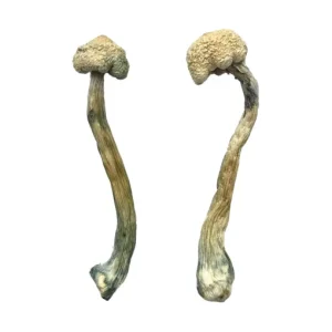 Buy magic mushroom online in Europe