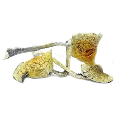 magic mushrooms for sale UK