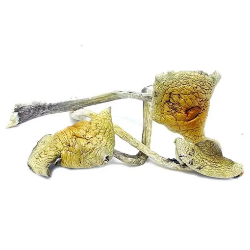 magic mushrooms for sale UK
