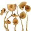 buy golden teacher magic mushroom in UK