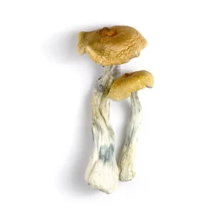 Buy Magic Mushrooms Online Shop UK