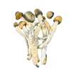 Buy Magic Mushrooms in the UK