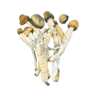 Buy Magic Mushrooms in the UK