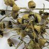 Buy Shrooms Online in UK