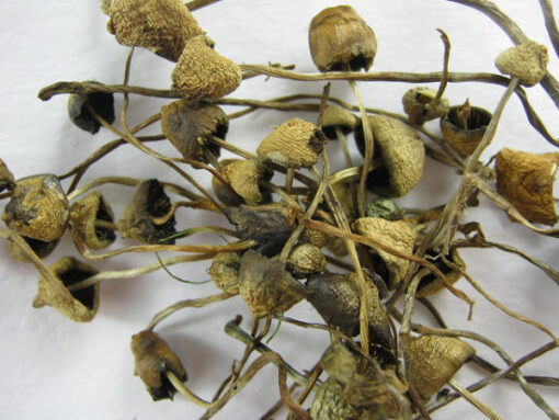 Buy Shrooms Online in UK