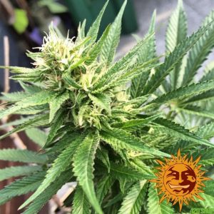 Buy cannabis seeds online in Europe