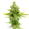 Buy cannabis seeds online in USA
