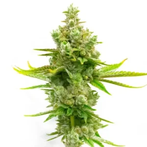 Buy cannabis seeds online in USA