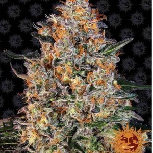 Buy marijuana seeds in Netherlands