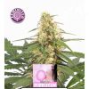 buy marijuana seeds online UK