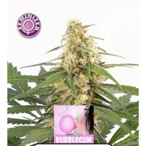 buy marijuana seeds online UK