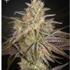 Buy feminized seeds Australia