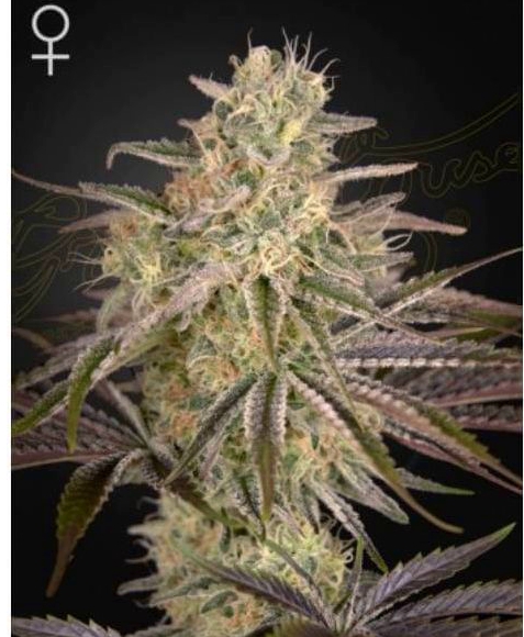 Buy feminized seeds Australia