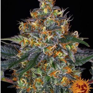 Buy cannabis seeds online Netherlands