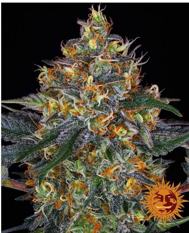 Buy cannabis seeds online Netherlands