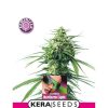 buy cannabis seeds Germany