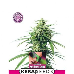 buy cannabis seeds Germany