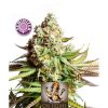 Buy cannabis seeds online in UK