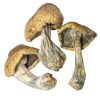 magic mushrooms uk for sale