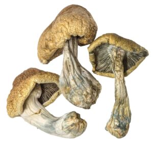 magic mushrooms uk for sale